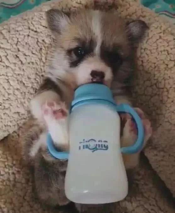 小狗奶瓶在线观看,温馨治愈的宠物成长记 第1张 小狗奶瓶在线观看,温馨治愈的宠物成长记 第1张